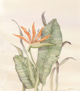 02105 cabana bird of paradise 14.75x16.75