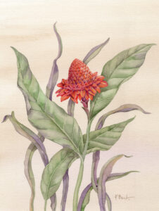 03026 - Cabana ginger lily 15x20