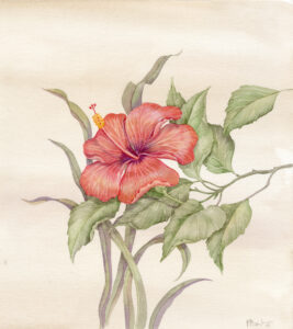 03027 cabana hibiscus 15x17